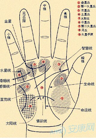 男人手相算命图解