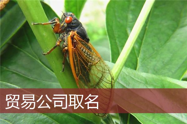 贸易公司取名