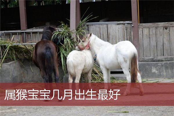 属猴宝宝几月出生最好