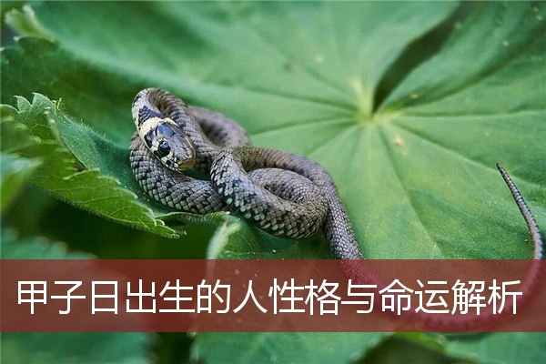甲子日出生的人性格与命运解析