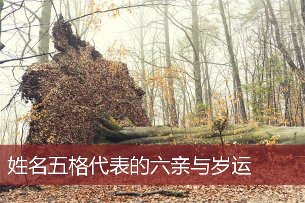 姓名五格代表的六亲与岁运