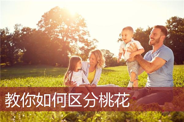 教你如何区分桃花