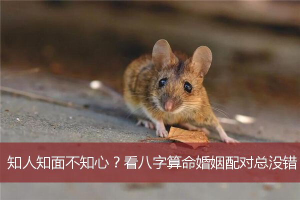 知人知面不知心？看八字算命婚姻配对总没错！