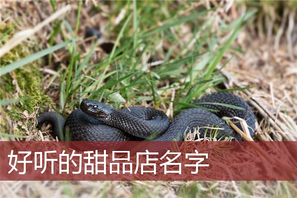 好听的甜品店名字