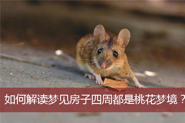 如何解读梦见房子四周都是桃花梦境？
