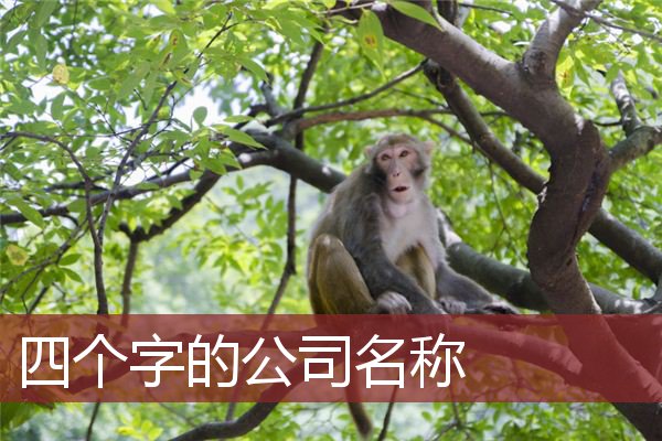 四个字的公司名称
