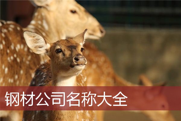 钢材公司名称大全