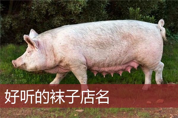 好听的袜子店名