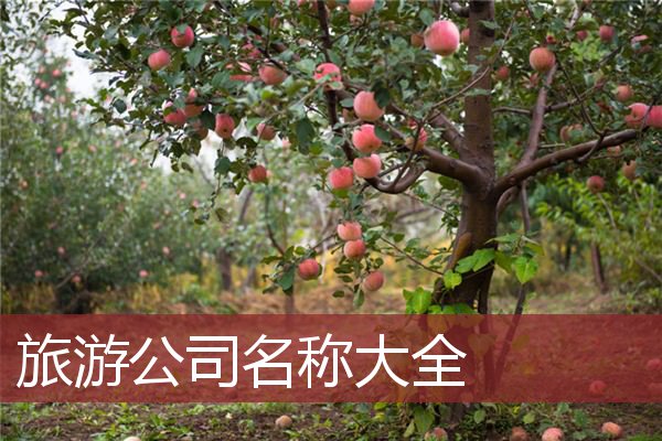 旅游公司名称大全