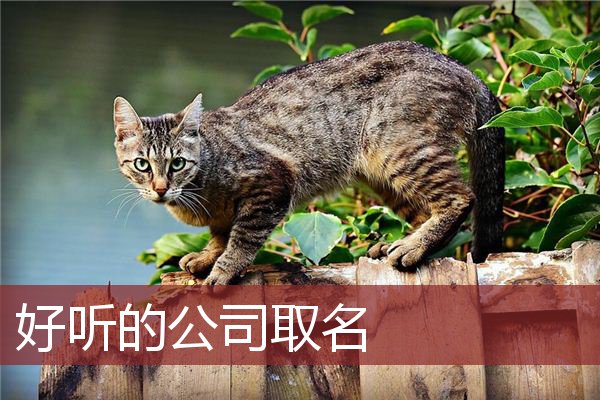 好听的公司取名