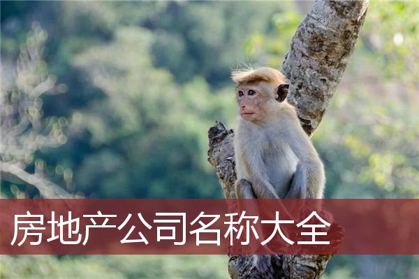房地产公司名称大全