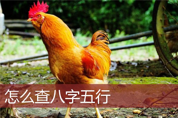 怎么查八字五行