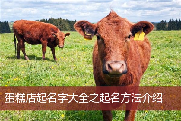 蛋糕店起名字大全之起名方法介绍