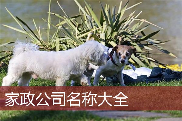 家政公司名称大全