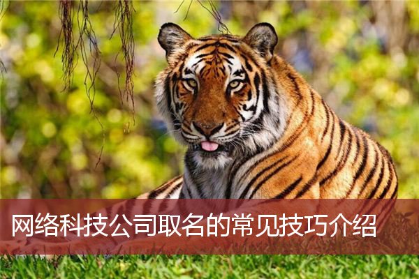 网络科技公司取名的常见技巧介绍