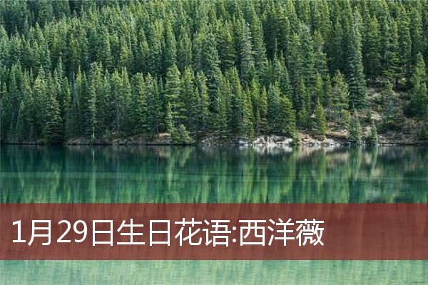1月29日生日花语:西洋薇