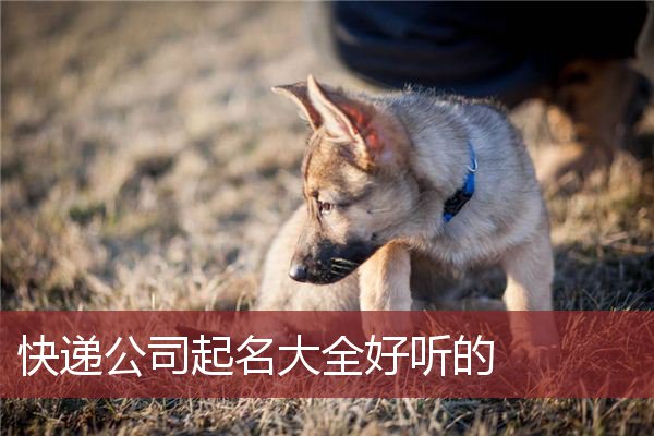 快递公司起名大全好听的