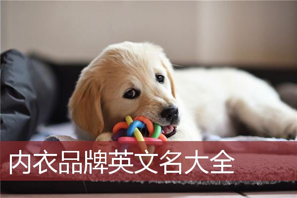 内衣品牌英文名大全