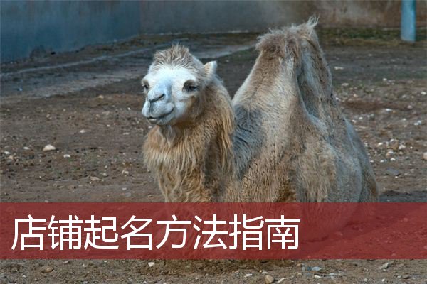 店铺起名方法指南