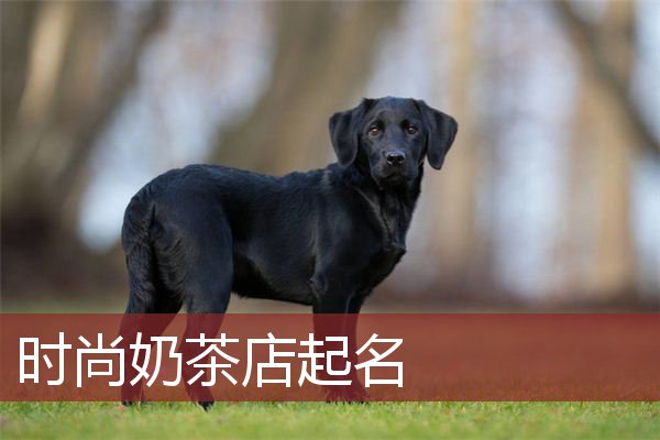 时尚奶茶店起名