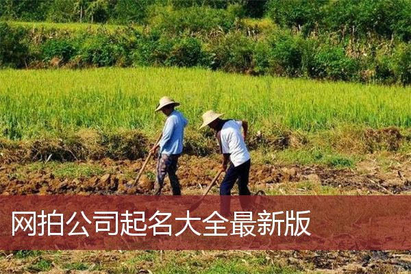 网拍公司起名大全最新版