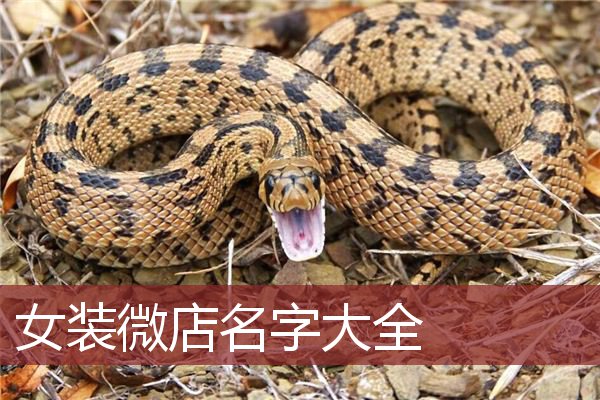 女装微店名字大全