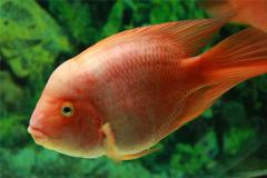 做梦梦见红鱼的说法有哪些？