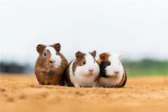 属鼠最佳婚配属相？