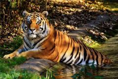 属虎的人今年多大及命运分析