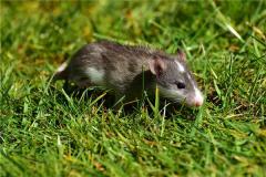 属鼠人的最佳婚配属相