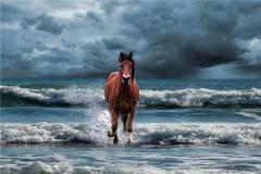 属相猪和属相马配不配？