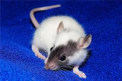 属鼠人的性格如何？