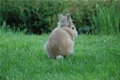 属兔人的性格如何？