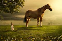 属马年龄查询及运势分析