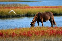 属马的人哪一天出生最好？