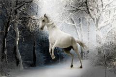 属马的和什么属相相冲？