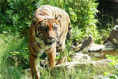 属虎的和什么属相相害？