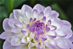 属马的和什么属相相害？