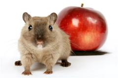 属鼠的和什么属相相克