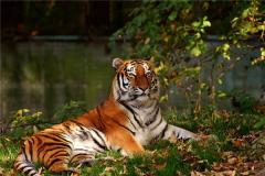 属虎的和什么属相相克