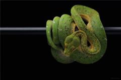 属蛇的几日出生最好命