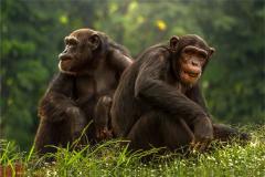 属猴的几日出生最好命