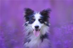 82年五行属什么