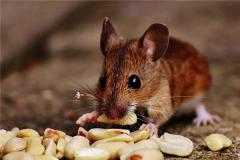 属鼠和什么属相相配？