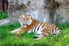 属虎和什么属相最配？