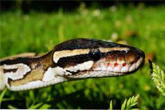 属蛇和什么属相最配？