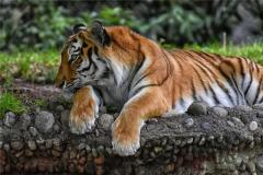 属虎的和哪个属相最配