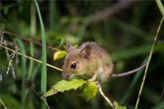 属鼠人2019年运势