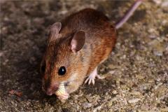 鼠年出生的人运势如何