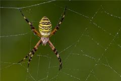 家里有大蜘蛛是吉兆吗